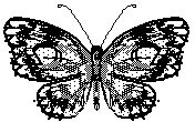 public domain image of a butterfly