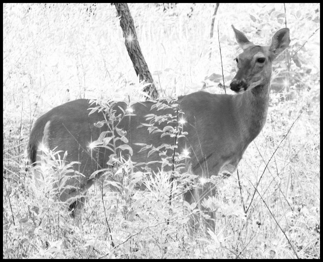 "Deer in Sparklewoods" by David Wagner