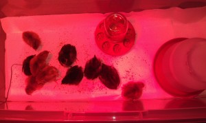 baby chicks on Mar 7