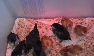 our chicks on Mar 11 2012