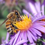 European honey bee extracting nectar