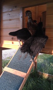 chicks in the doorway of the portable hen house