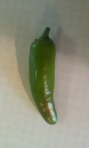jalapeno pepper from garden