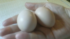 first eggs from Black Australorp hens