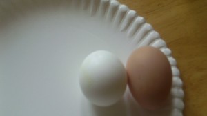 Black Australorp egg and store-bought egg side-by-side