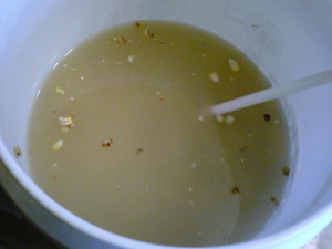 fermenting corn in a bucket