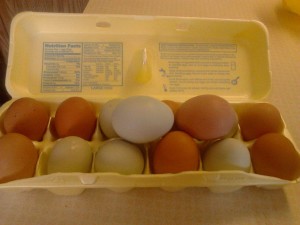 egg carton with brown and green eggs