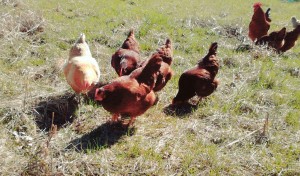 homestead chickens foraging